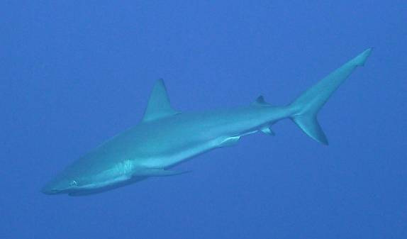 Encontro com um tubarão no Randy's Gazeboo, em Little Cayman, nas Ilhas Caiman
